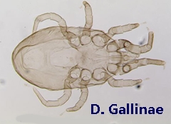 bird mite D. Gallinae