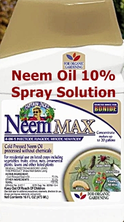 Neem oil 10% to kill bird mites