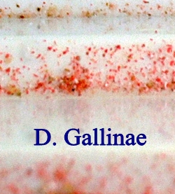 D. Gallinae in bird cage from home infestation